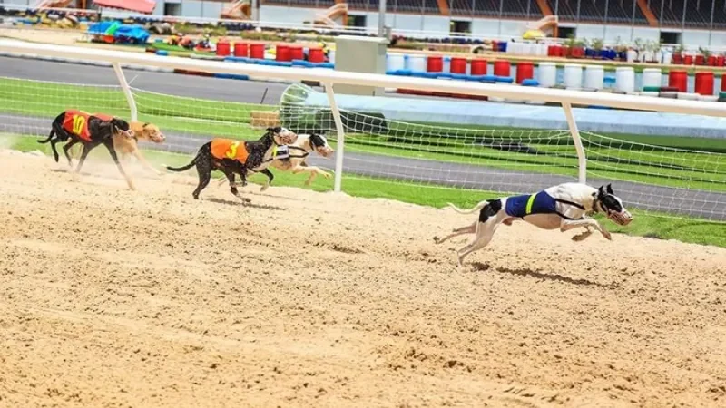 Cá cược đua chó - Hình thức đua chó kéo xe 