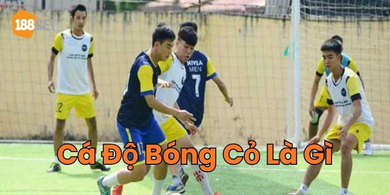 Thông tin mới nhất về Cá Độ Bóng Cỏ Là Gì